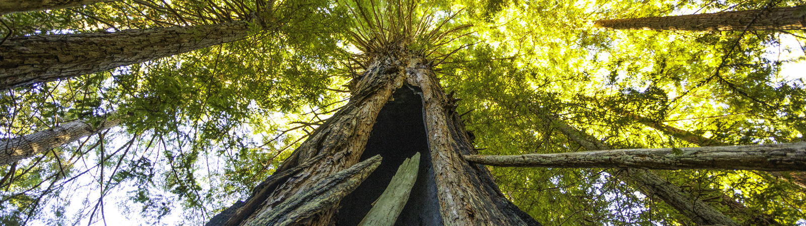 Large Redwood Tree